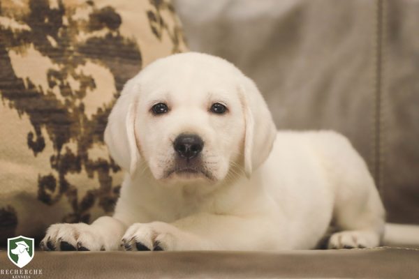 New Labrador Retriever puppy litters available