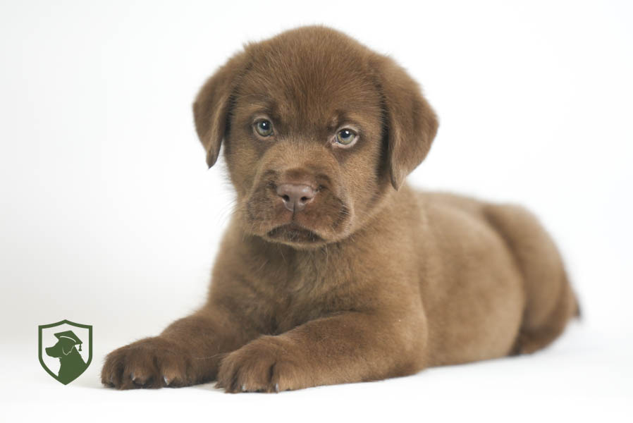 Reece_Sep25_Brown_11.19.25-02377