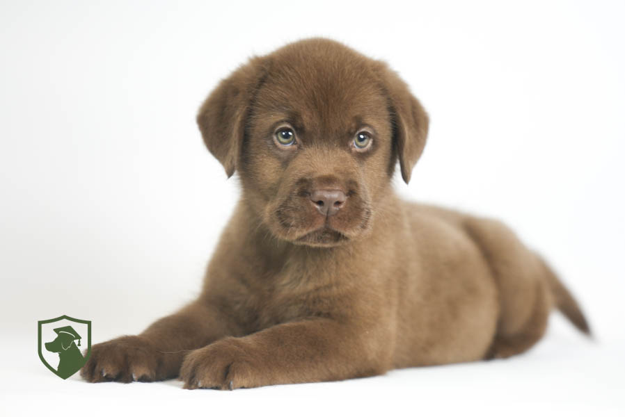 Reece_Sep25_Brown_11.19.25-02380