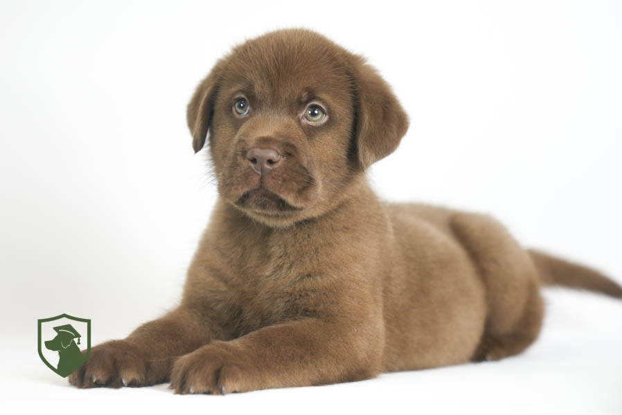 Reece_Sep25_Brown_11.19.25-02385