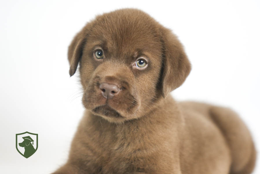 Reece_Sep25_Brown_11.19.25-02389