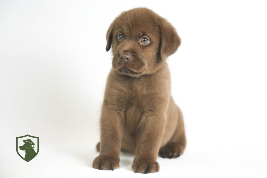 Reece_Sep25_Brown_11.19.25-02391