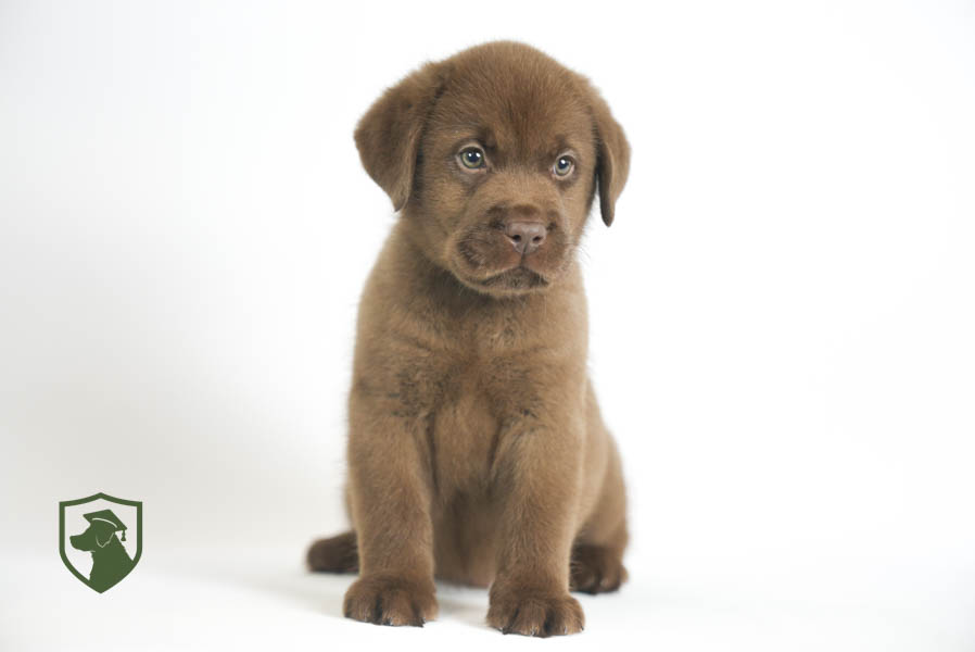 Reece_Sep25_Brown_11.19.25-02397