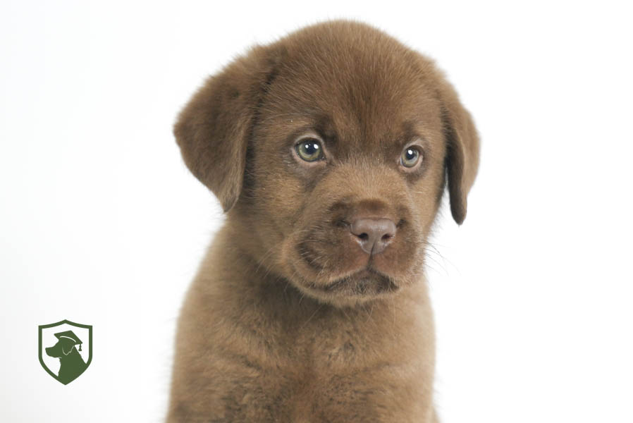 Reece_Sep25_Brown_11.19.25-02398