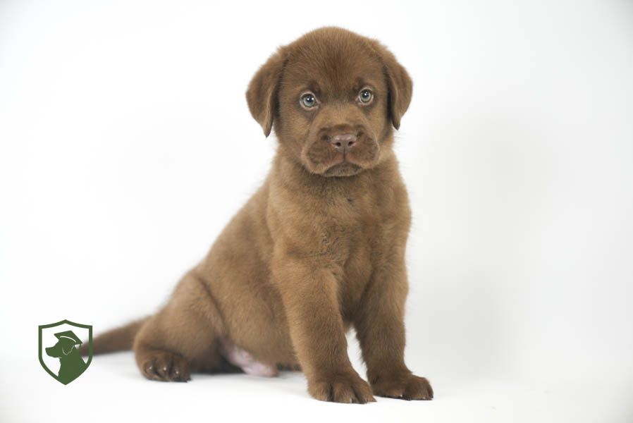 Reece_Sep25_Brown_11.19.25-02404