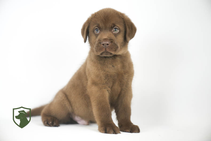 Reece_Sep25_Brown_11.19.25-02406