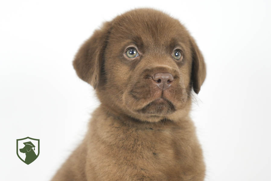Reece_Sep25_Brown_11.19.25-02415