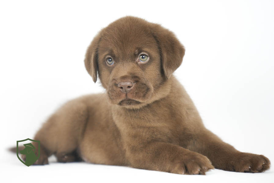 Reece_Sep25_Brown_11.19.25-02419