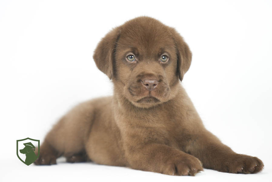 Reece_Sep25_Brown_11.19.25-02428