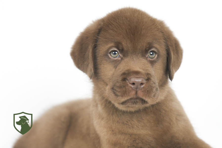 Reece_Sep25_Brown_11.19.25-02429