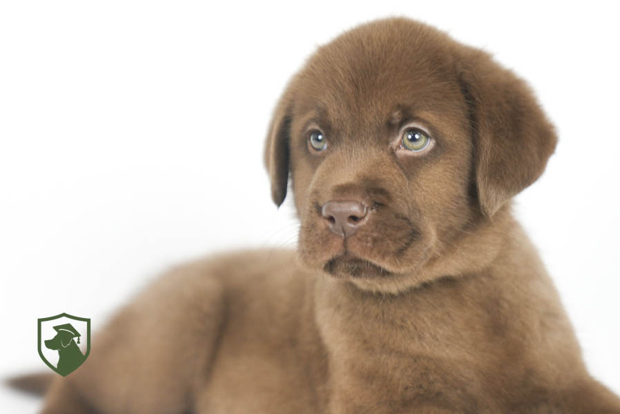 Reece_Sep25_Brown_11.19.25-02432
