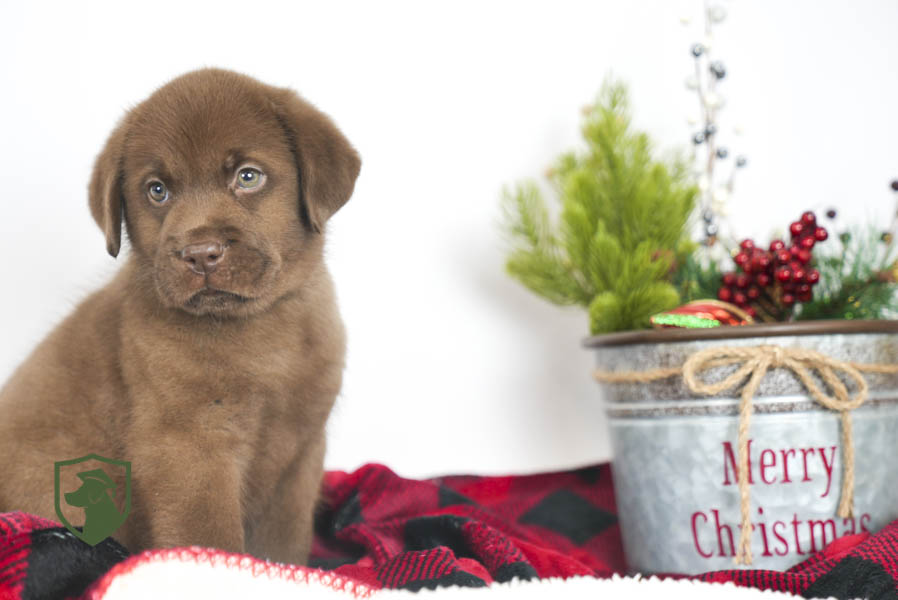 Reece_Sep25_Brown_11.19.25-02441