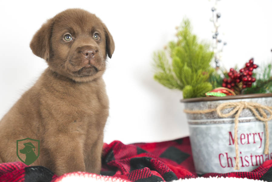 Reece_Sep25_Brown_11.19.25-02446