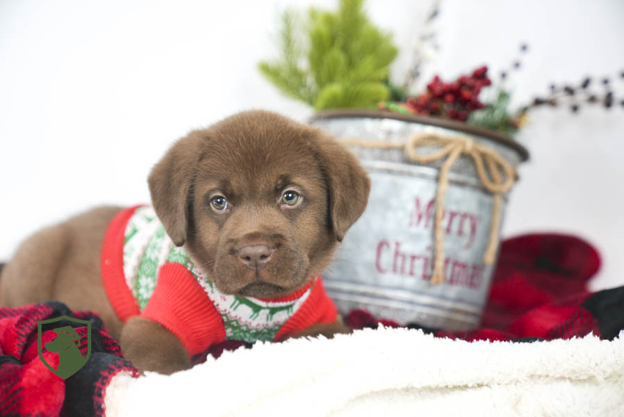 Reece_Sep25_Brown_11.19.25-02456