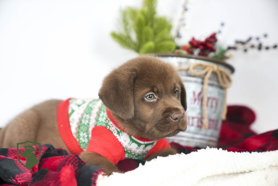 Reece_Sep25_Brown_11.19.25-02461