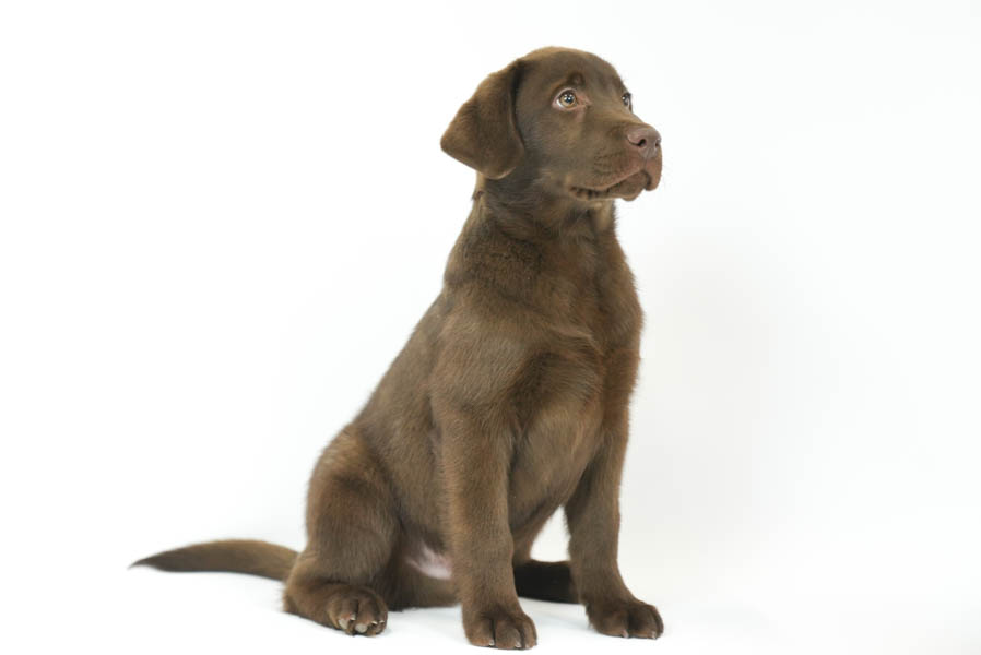 Reece_Sep25_Brown_2.4.26-07174
