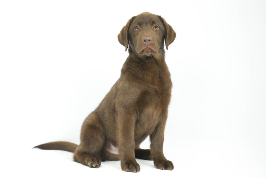 Reece_Sep25_Brown_2.4.26-07176