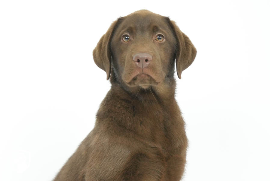 Reece_Sep25_Brown_2.4.26-07177