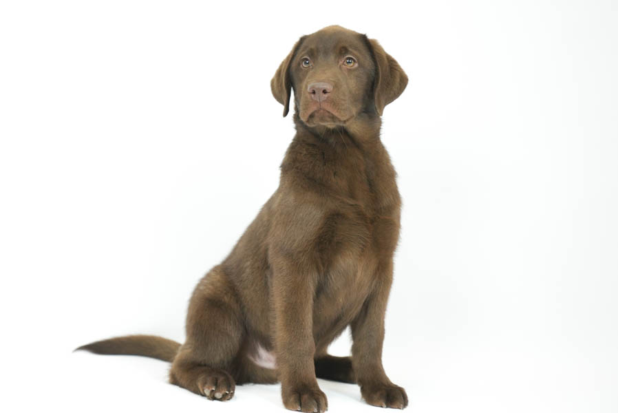 Reece_Sep25_Brown_2.4.26-07180