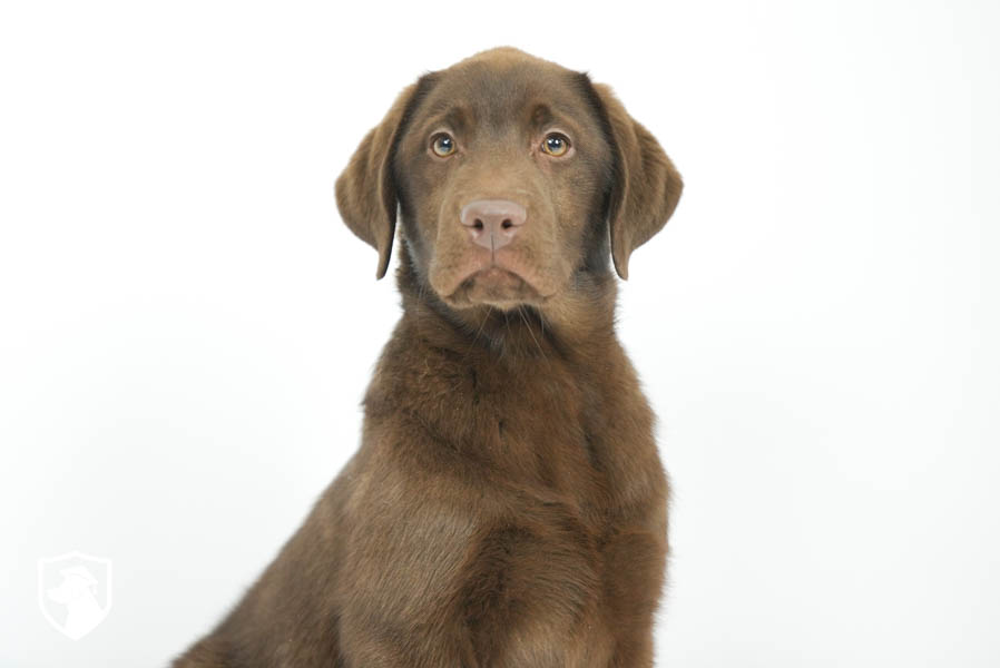 Reece_Sep25_Brown_2.4.26-07186