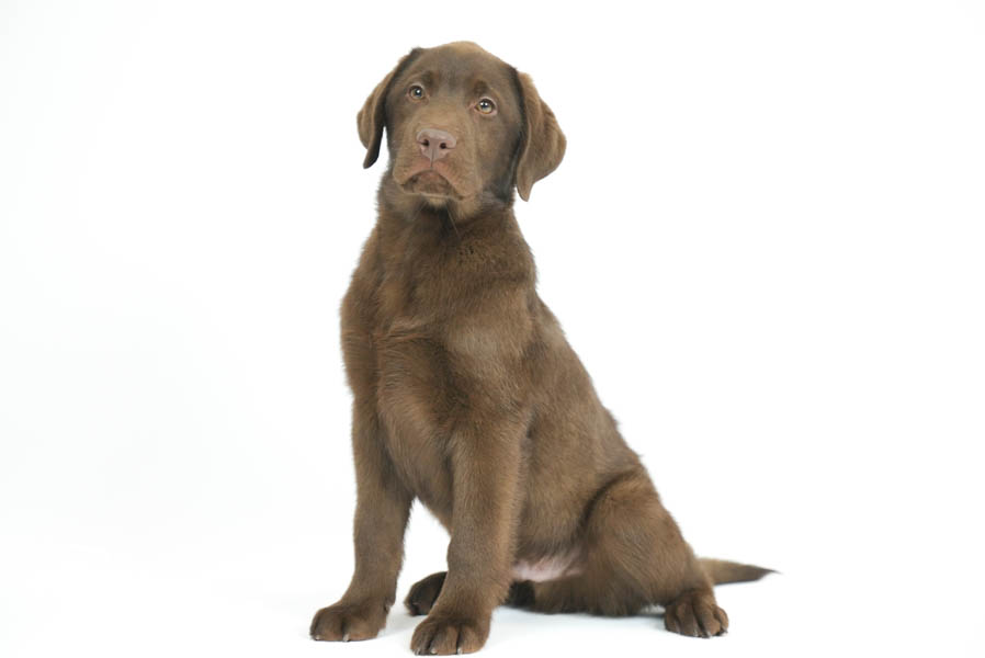 Reece_Sep25_Brown_2.4.26-07188