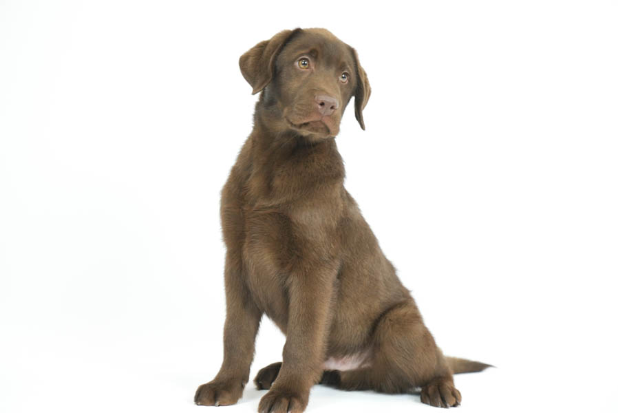 Reece_Sep25_Brown_2.4.26-07192