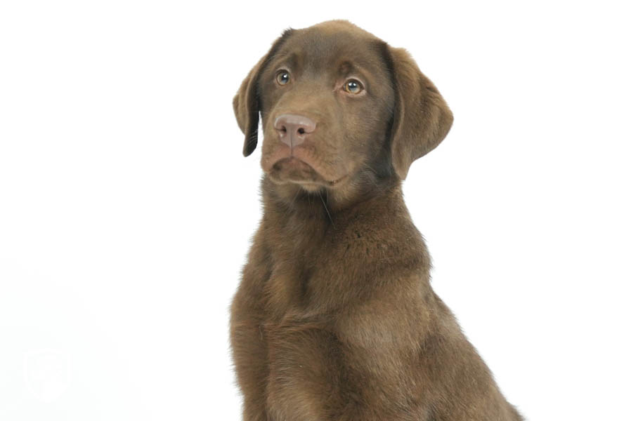 Reece_Sep25_Brown_2.4.26-07195