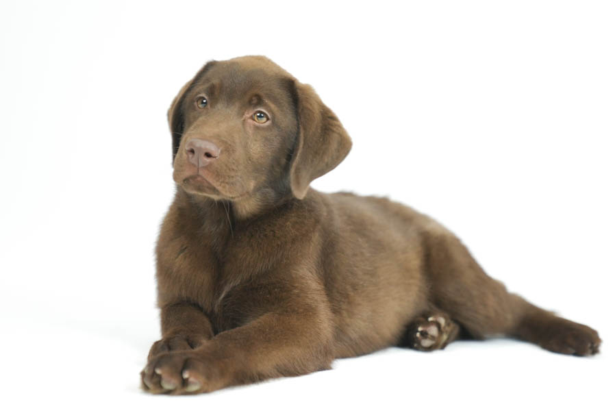 Reece_Sep25_Brown_2.4.26-07202