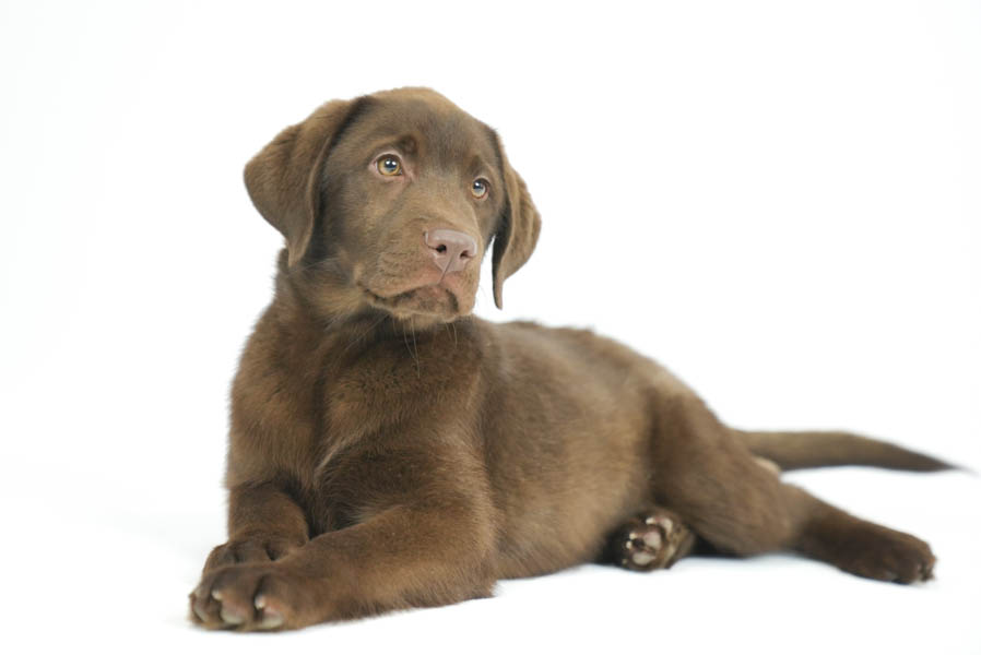 Reece_Sep25_Brown_2.4.26-07206