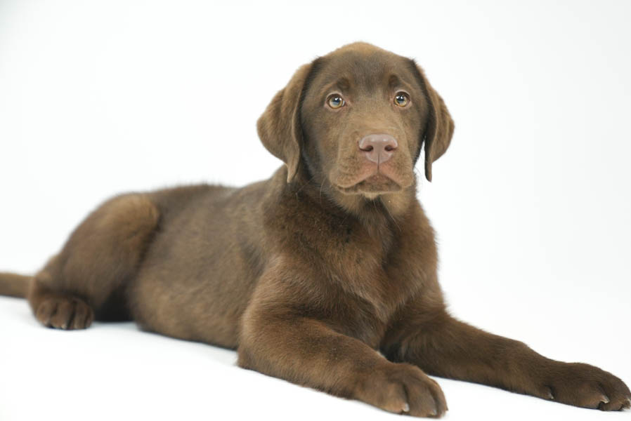 Reece_Sep25_Brown_2.4.26-07212
