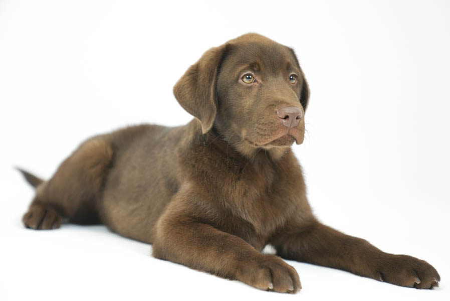 Reece_Sep25_Brown_2.4.26-07220