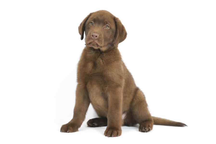 Reece_Sep25_Brown_12.31.25-04186