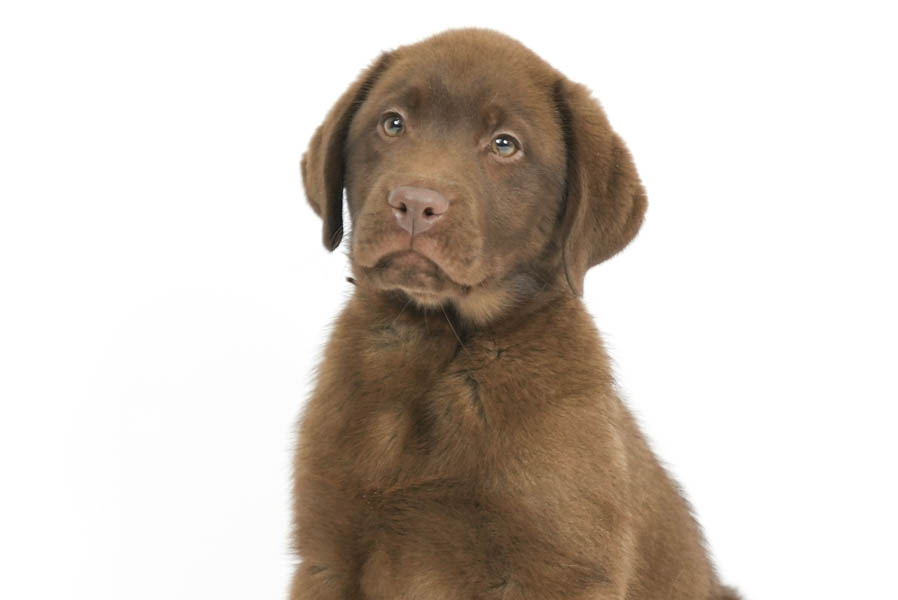 Reece_Sep25_Brown_12.31.25-04187