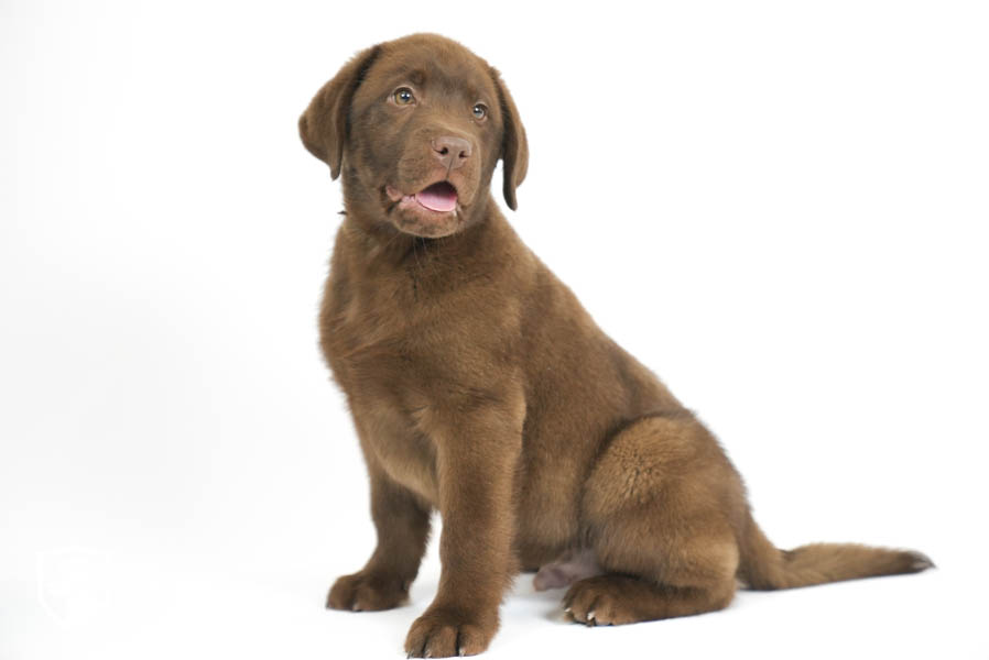 Reece_Sep25_Brown_12.31.25-04192
