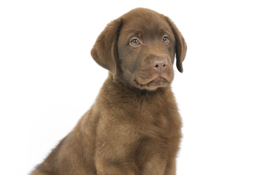 Reece_Sep25_Brown_12.31.25-04200
