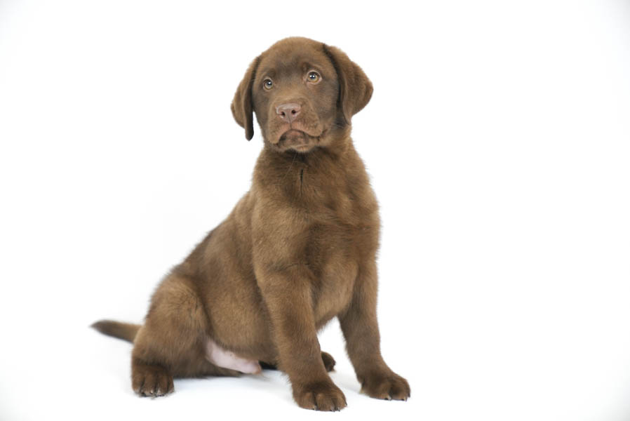 Reece_Sep25_Brown_12.31.25-04202