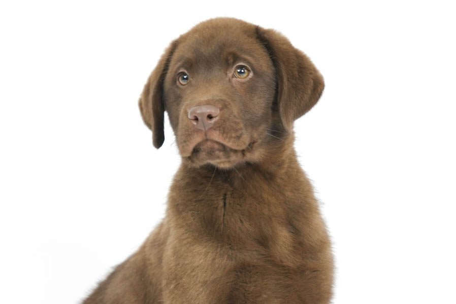 Reece_Sep25_Brown_12.31.25-04203