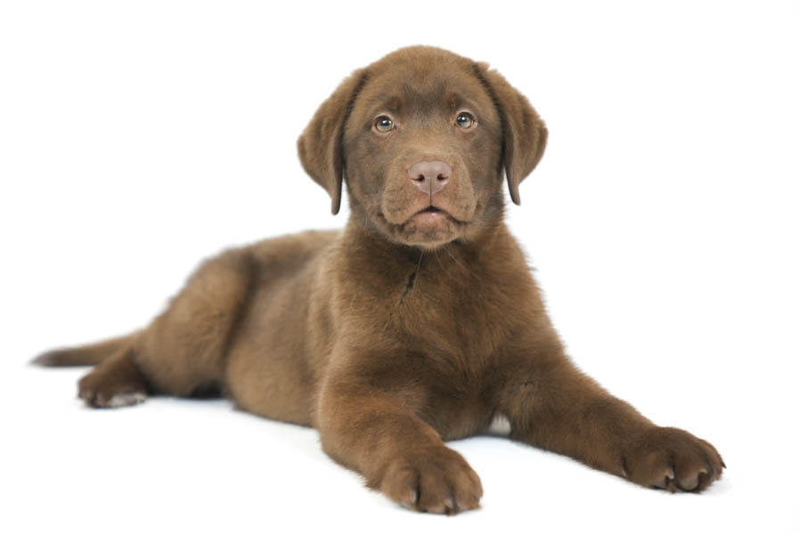 Reece_Sep25_Brown_12.31.25-04214