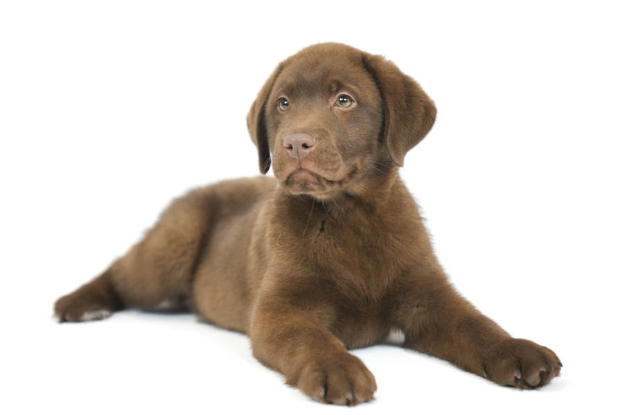 Reece_Sep25_Brown_12.31.25-04215