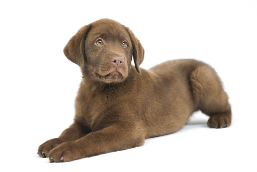 Reece_Sep25_Brown_12.31.25-04225