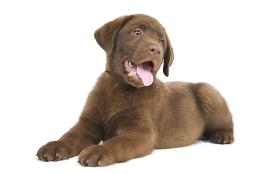 Reece_Sep25_Brown_12.31.25-04237