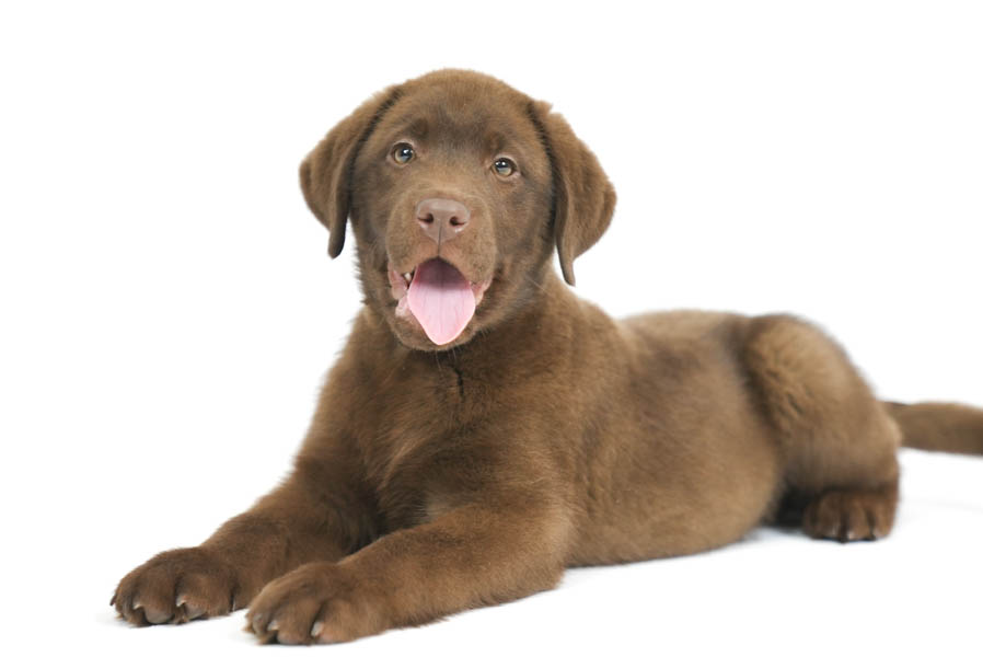 Reece_Sep25_Brown_12.31.25-04240