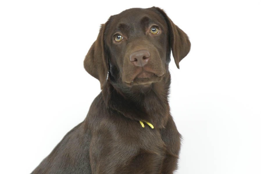 Snickers_Mar26_Yellow_7.22.26-08792