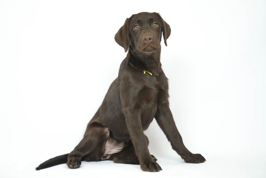 Snickers_Mar26_Yellow_7.22.26-08800