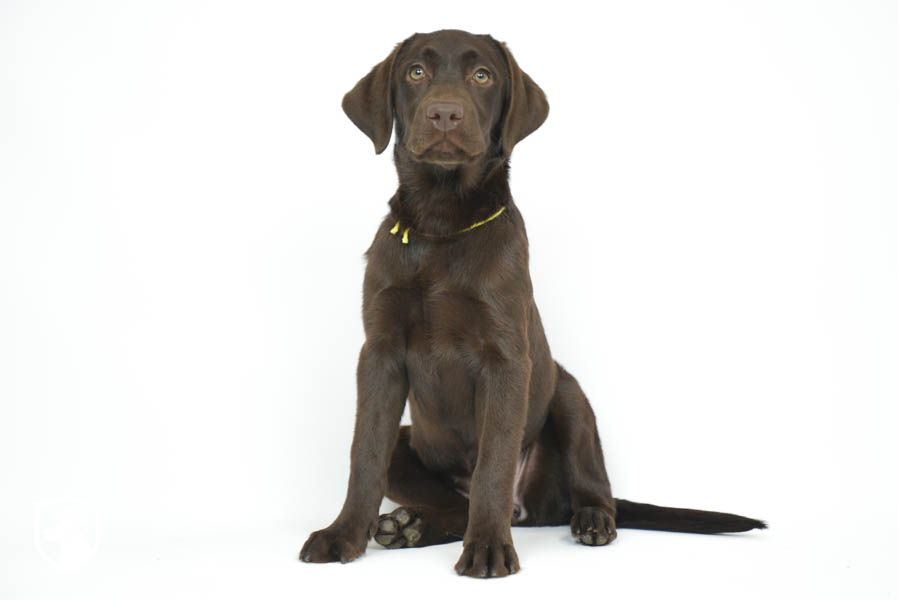 Snickers_Mar26_Yellow_7.22.26-08805