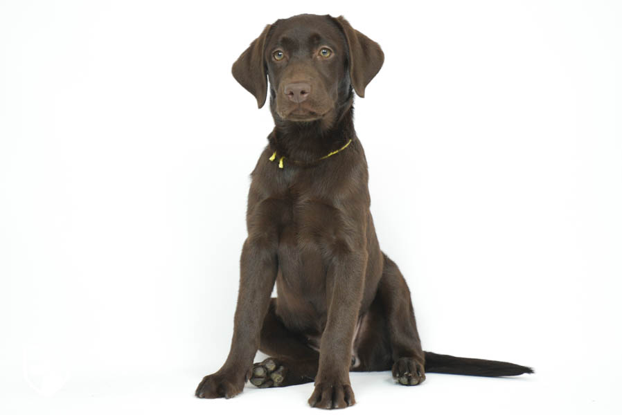 Snickers_Mar26_Yellow_7.22.26-08806