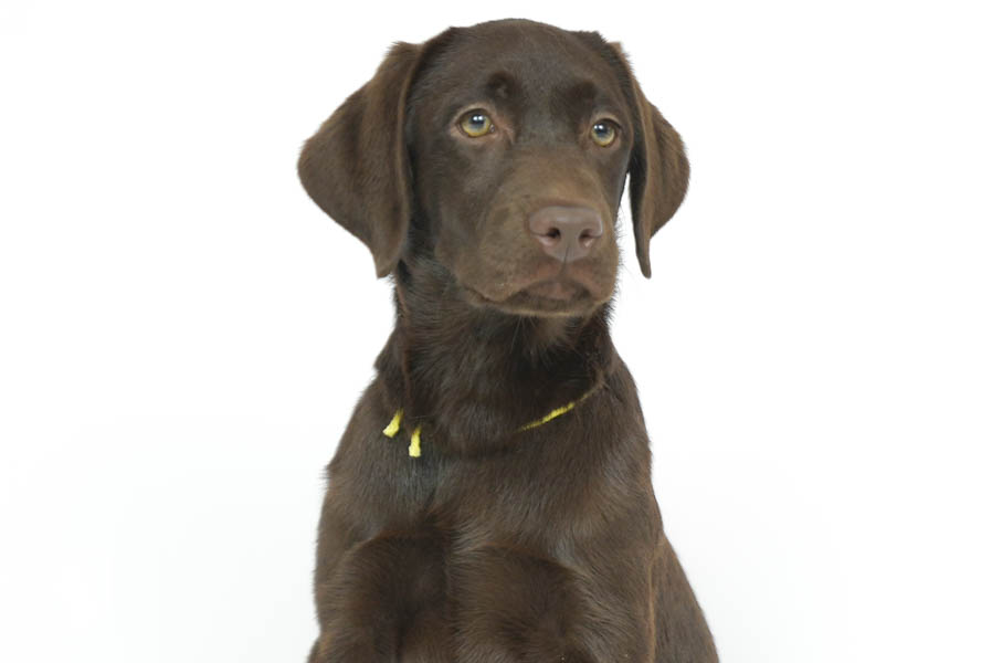 Snickers_Mar26_Yellow_7.22.26-08818