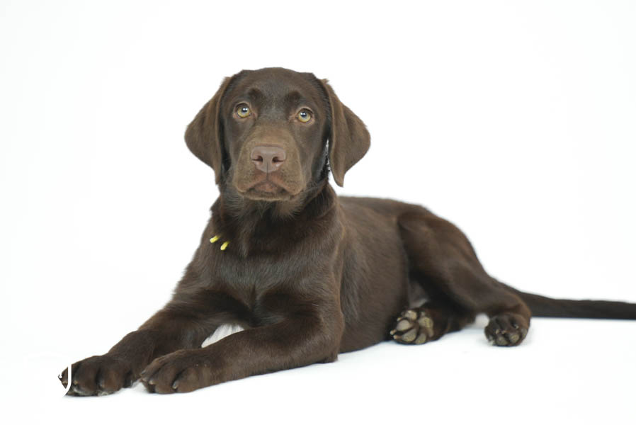 Snickers_Mar26_Yellow_7.22.26-08822