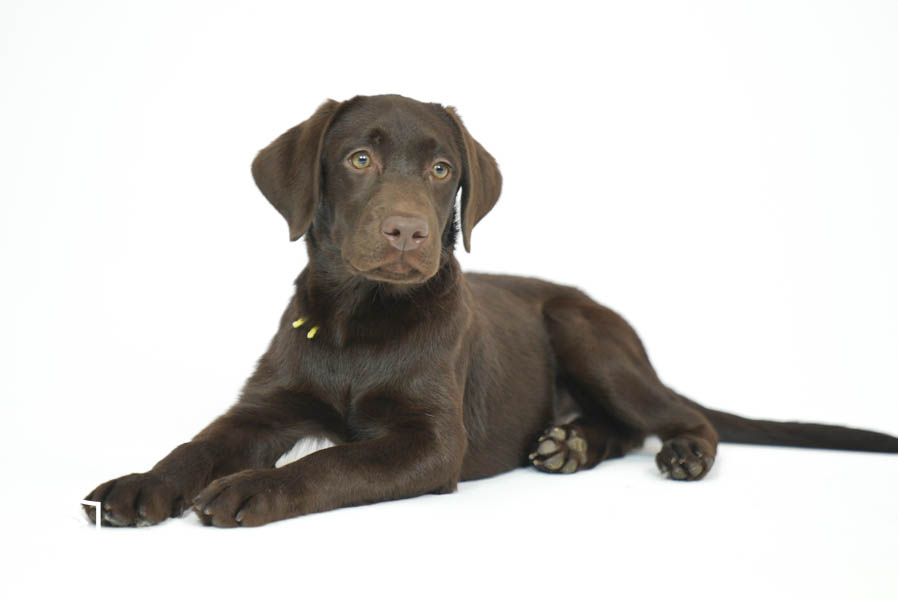 Snickers_Mar26_Yellow_7.22.26-08823
