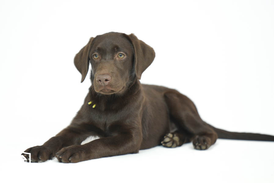 Snickers_Mar26_Yellow_7.22.26-08829